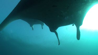 Close up of Manta Rays swimming underwater