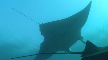 Close up of a Manta Ray swimming underwater