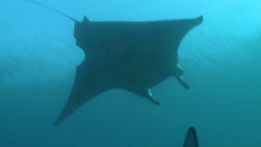 Close up of Manta Rays swimming over a reef