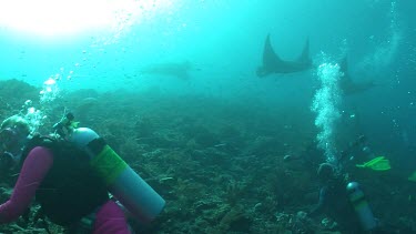 Scuba diver on a reef with Manta Rays in the background