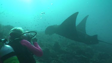 Scuba diver taking photos of a Manta Ray swimming over a reef