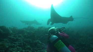 Scuba diver taking photos of Manta Rays swimming over a reef