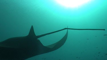 Close up of a Manta Ray swimming over a sunlit reef