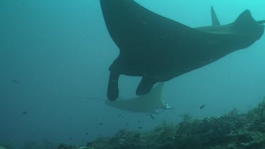 Close up of Manta Rays swimming over a sunlit reef