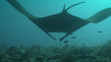 Close up of a pair of Manta Rays swimming over a reef