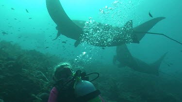 Scuba diver photographing Manta Rays as they swim over a reef