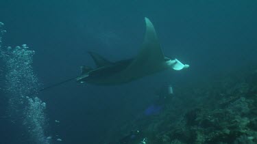Manta Ray swimming over a reef in dark water