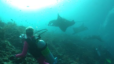 Scuba diver photographing Manta Rays as they swim over a reef