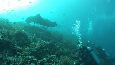 Scuba diver photographing Manta Rays as they swim over a reef