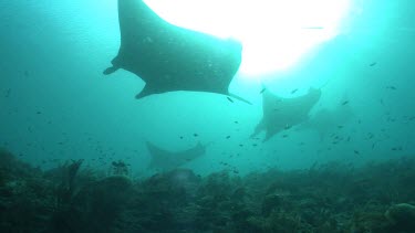 Manta Rays swimming over a reef