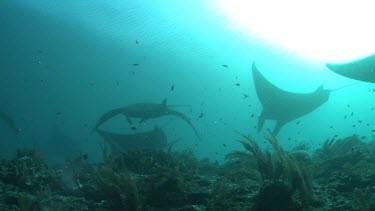 Scuba diver photographing Manta Rays as they swim over a reef