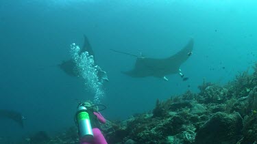 Scuba diver photographing Manta Rays as they swim over a reef