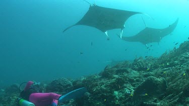 Scuba diver photographing Manta Rays as they swim over a reef