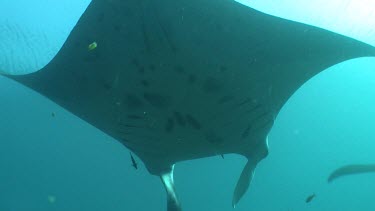 Close up of Manta Rays swimming over a reef