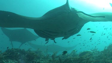 Close up of Manta Rays swimming over a reef