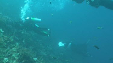 Pair of scuba divers photographing Manta Rays on a reef