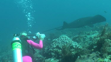 Scuba diver photographing a Manta Ray as it swims over a reef