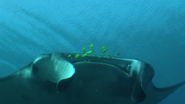 Close up of a Manta Ray behind a school of tiny yellow fish