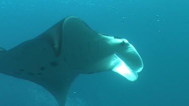 Close up of a Manta Ray swimming in open water