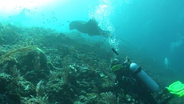 Scuba diver photographing a Manta Ray as it swims over a reef