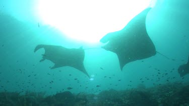Pair of Manta Rays swimming over a reef with sunlight streaming from above