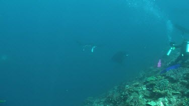 Manta Ray swimming in cloudy water by the edge of a reef