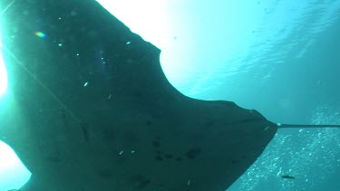 Close up of a Manta Ray swimming in sunlit open water