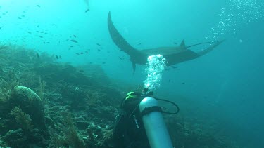 Scuba diver photographing a Manta Ray swimming along a reef