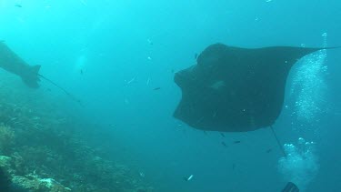 Scuba diver photographing Manta Rays swimming along a reef