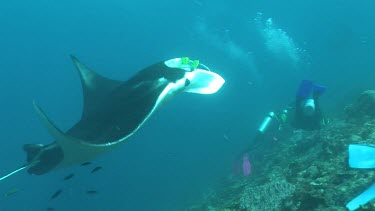 Scuba diver photographing a Manta Ray swimming along a reef