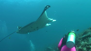 Scuba diver swimming with Manta Rays along a reef