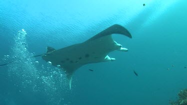 Close up of a Manta Ray swimming underwater