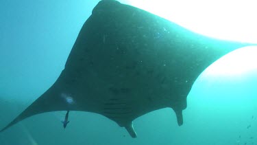 Close up of a Manta Ray swimming underwater