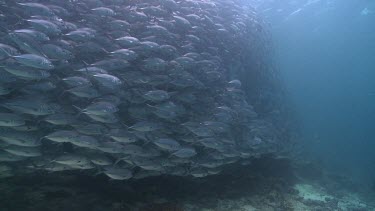 Large, dense school of Jackfish