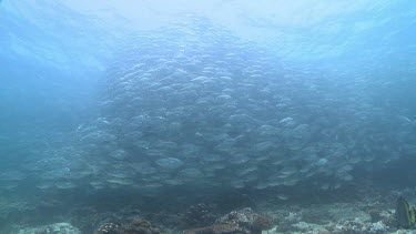 Large, dense school of Jackfish