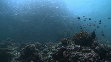 Large, dense school of Jackfish