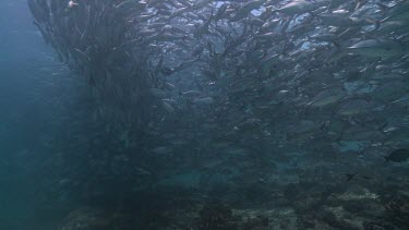 Large, dense school of Jackfish