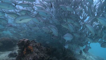 Large, dense school of Jackfish