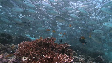 Large, dense school of Jackfish