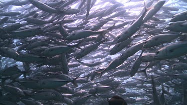 Large, dense school of Jackfish