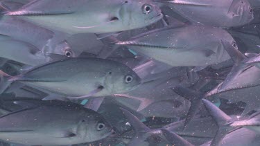 Close up of large, dense school of Jackfish