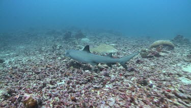 Whitetip Reef Shark swimming along coral rubble
