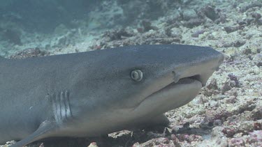 Close up of Whitetip Reef Shark resting on coral rubble
