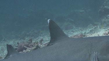 Close up of Whitetip Reef Shark dorsal fin