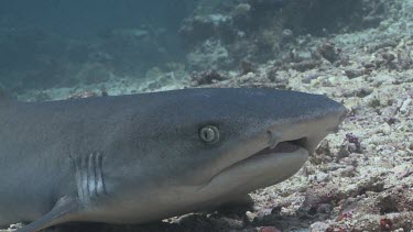 Close up of Whitetip Reef Shark resting on coral rubble