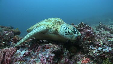 Close up of Green Sea Turtle face