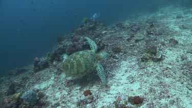 Green Sea Turtle swimming over a reef