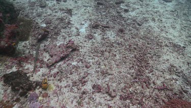 Hawksbill Sea Turtle feeding on a reef