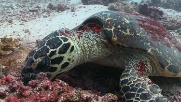 Hawksbill Sea Turtle feeding on a reef