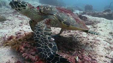 Hawksbill Sea Turtle feeding on a reef